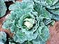 cabbage-fru1.jpg