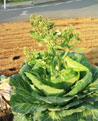 cabbage-fru31.jpg