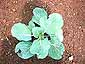 cabbage-leaf21.jpg