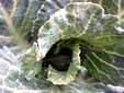 cabbage-leaf31.jpg