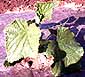 cucumber-leaf1.jpg