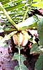 radish-leaf2.jpg