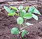 soybean-leaf21.jpg