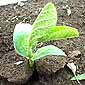 soybean-plant1.jpg