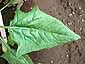 spinach-leaf21.jpg
